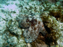 Caribbean Octopus IMG 7816
